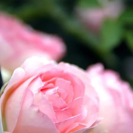 Отель Romantik Zum Rosenhof 4*