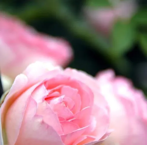 酒店 Romantik Zum Rosenhof 4*