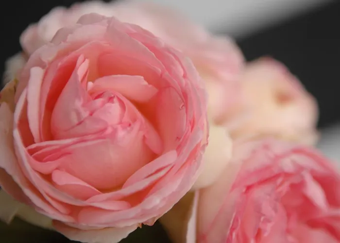 Romantik Zum Rosenhof 酒店 黑塞罗德